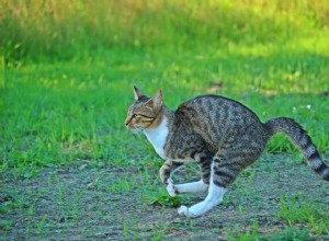 Waarom krijgt mijn kat  The Zoomies  na het poepen?