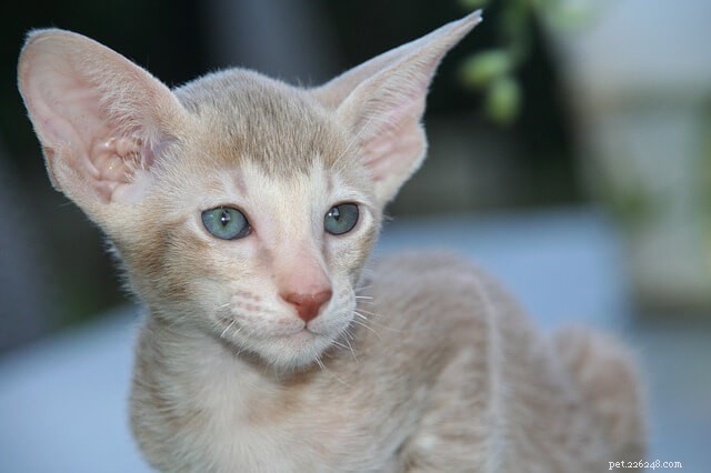 17 самых громких пород кошек, которые любят поболтать