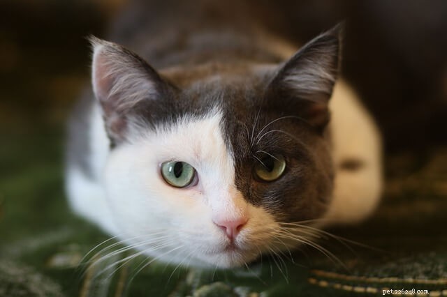 5 распространенных моделей поведения кошек и их значение