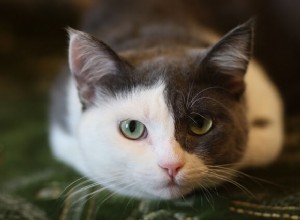 Cinq comportements courants chez les chats et ce qu ils signifient réellement