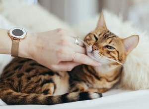 Waarom katten het heerlijk vinden om op hun hoofd gekrabd te worden