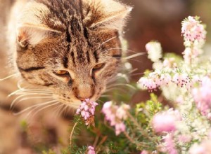 Comment le parfum peut calmer votre chat anxieux