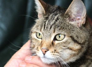 Waarom zijn kittens soms vriendelijker dan volwassen katten?