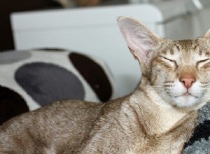 猫が喉を鳴らすのはなぜですか？幸福だけではありません 