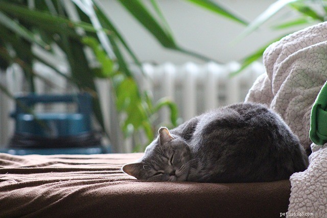 Spánková poloha vaší kočky vám může říct, co si myslí