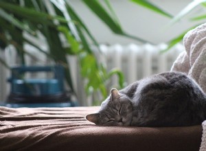 あなたの猫の睡眠姿勢は、彼らが何を考えているかを教えてくれます 