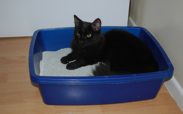 고양이가 쓰레기통에서 자는 것이 정상입니까?