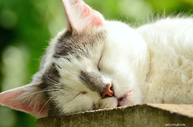고양이를 편안하게 해주는 5가지 자연적인 방법