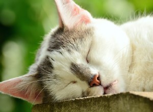 고양이를 편안하게 해주는 5가지 자연적인 방법