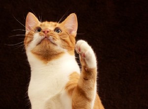 6 conseils pour aider votre chat à rester mentalement stimulé