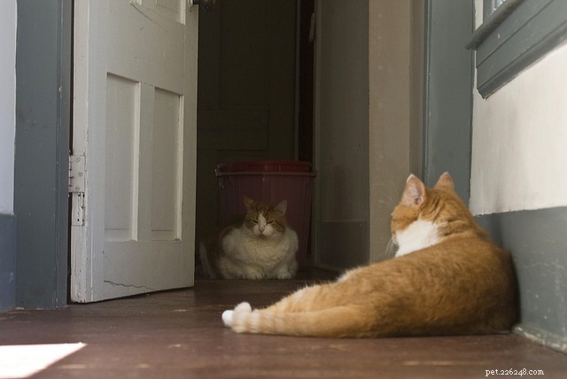 10 redenen waarom katten buiten hun kattenbak poepen en hoe ze het probleem kunnen oplossen