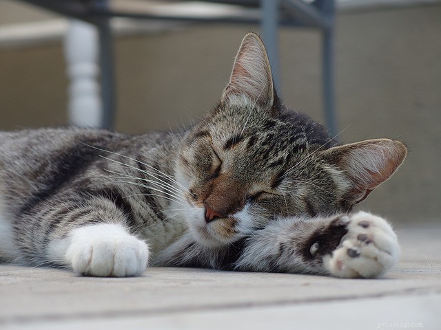 Varför har katter så konstiga sömnvanor?