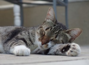 Proč mají kočky tak zvláštní spánkové návyky?