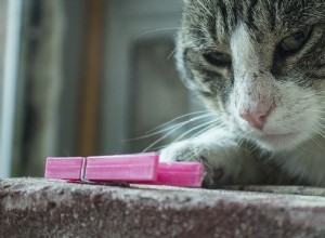 Waarom houden katten ervan om dingen omver te werpen?