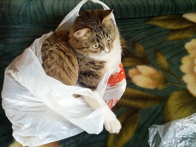 Varför är vissa katter besatta av plastpåsar?