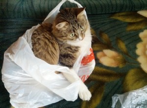 Proč jsou některé kočky posedlé plastovými sáčky?