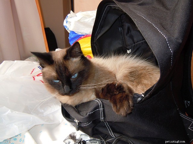 Waarom zijn sommige katten geobsedeerd door plastic zakken?