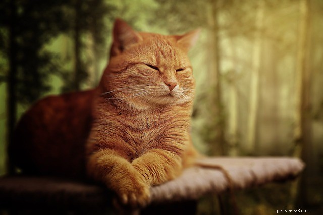 고양이는 왜 그렇게 이상한 수면 습관을 가지고 있습니까?