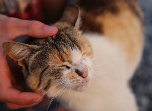 Waarom houden katten van sommige mensen, maar niet van anderen?