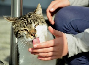 5 raisons étranges pour lesquelles votre chat vous lèche