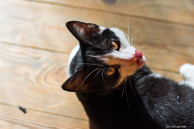 5 razões estranhas pelas quais seu gato lambe você