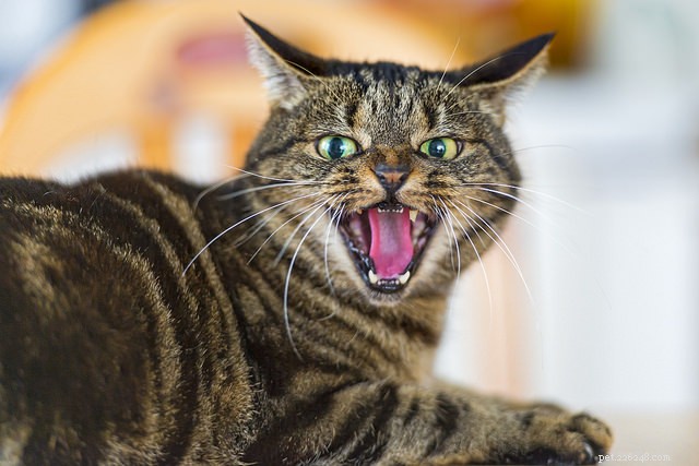 6 tecken på att din katt är arg