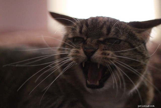 6 tekenen dat je kat boos is