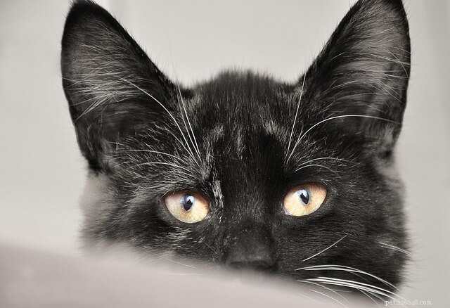 Un nuovo studio suggerisce che il tuo gatto potrebbe non essere così distaccato come sembra