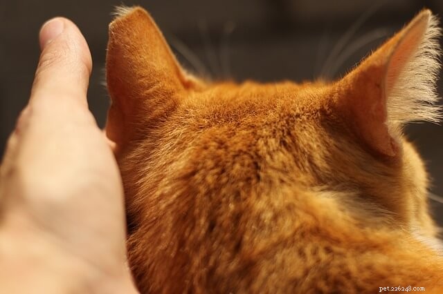 Nieuwe studie suggereert dat uw kat misschien niet zo afstandelijk is als hij lijkt