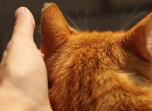 Ny studie tyder på att din katt kanske inte är så distanserad som den verkar