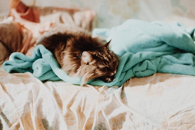 Por que os gatos gostam de fazer xixi nas camas e como pará-lo