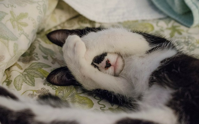 Perché ai gatti piace fare pipì sui letti e come fermarlo