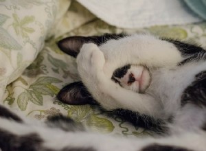 고양이가 침대에 오줌을 싸고 싶어하는 이유와 멈추는 방법