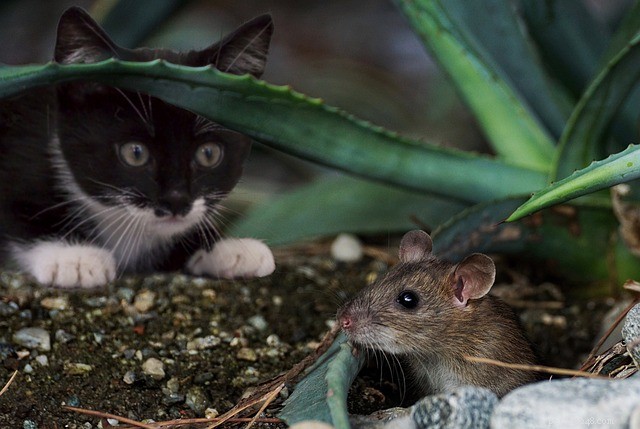 Proč všechny kočky neloví myši?