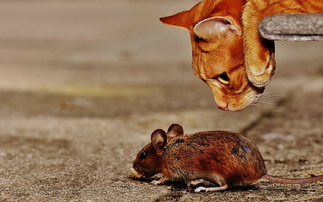 Proč všechny kočky neloví myši?