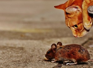 すべての猫がネズミを狩らないのはなぜですか？ 
