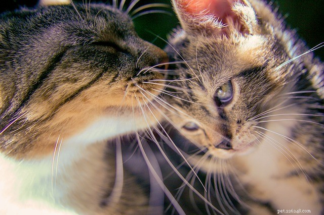 Kan katter ge  kärleksbitar ?