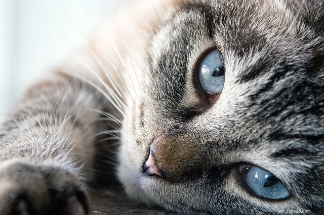 9 regels van Feline Speak:leer communiceren met uw kat
