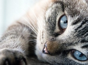9 Rules of Feline Speak:Lär dig att kommunicera med din katt
