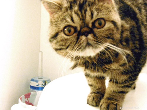 Vědci vysvětlují, proč k nám kočky rády chodí v koupelně