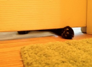 Forskare förklarar varför katter älskar att gå med oss ​​i badrummet