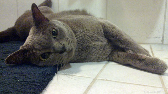 Ученые объясняют, почему кошки любят присоединяться к нам в ванной