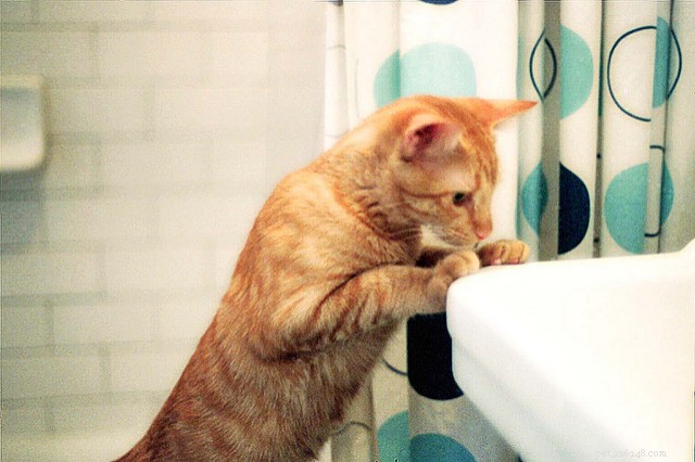 과학자들은 고양이가 화장실에서 우리와 함께 하는 것을 좋아하는 이유를 설명합니다