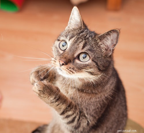 고양이에게 가르칠 수 있는 10가지 트릭