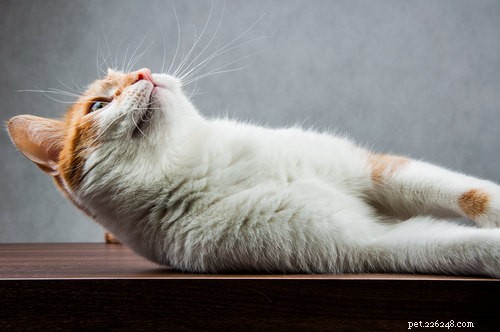 10 astuces que vous pouvez apprendre à votre chat