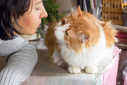 5 tipů pro socializaci plaché kočky