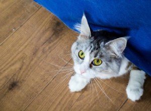 5 советов по общению застенчивой кошки