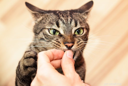5 tips för att umgås med en skygg katt