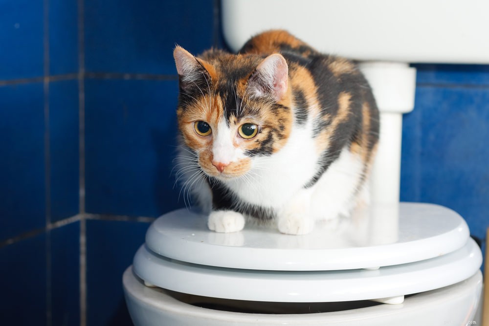 Lär din katt att använda en toalett