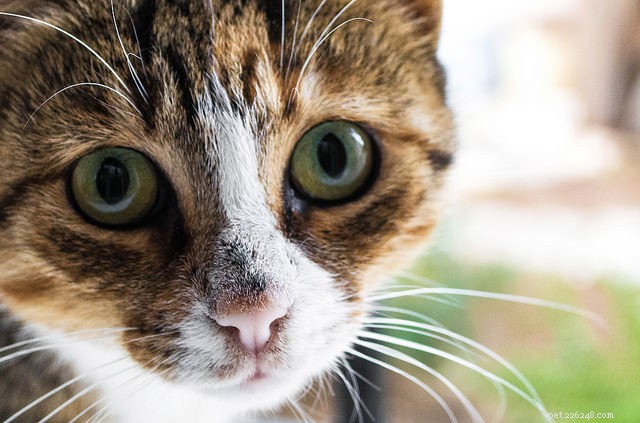 6 redenen om je kat nooit te straffen